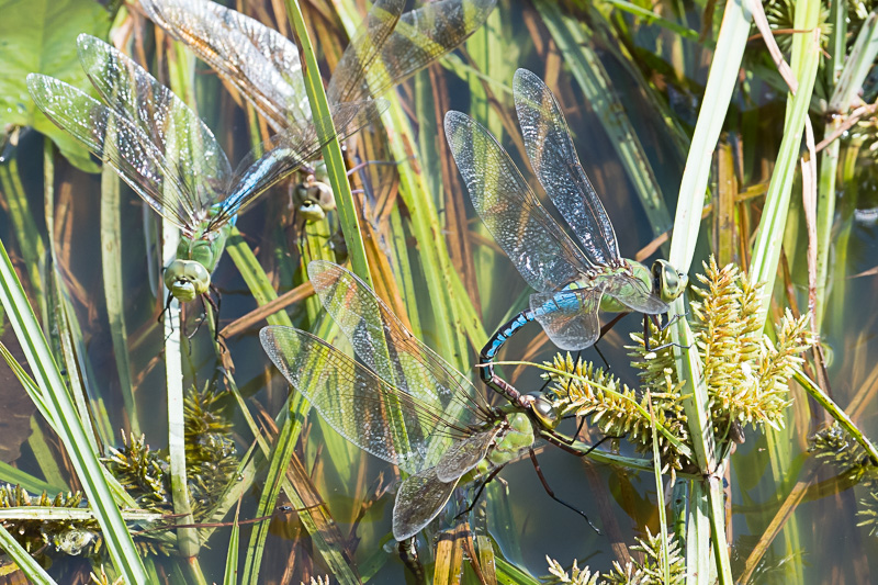 Common Green Darner